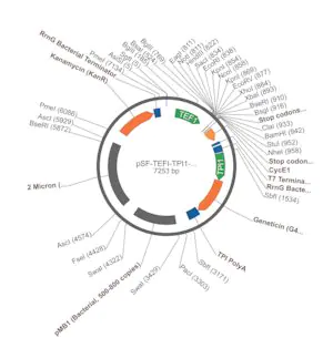 Merck PSF-TEFI-TPI1-NEO/G418 - G418 YEAST SELECTION PLASMID