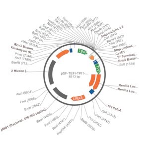 Merck PSF-TEFI-TPI1-RLUC-URA3 - RENILLA LUCIFERASE YEAST PLASMID
