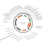 Merck PSF-TEFI-TPI1-RLUC-URA3 - RENILLA LUCIFERASE YEAST PLASMID