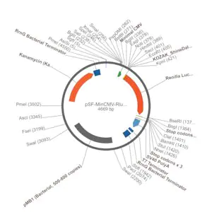 Merck PSF-MINCMV-RLUC - MINIMAL CMV PROMOTER RENILLA PLASMID