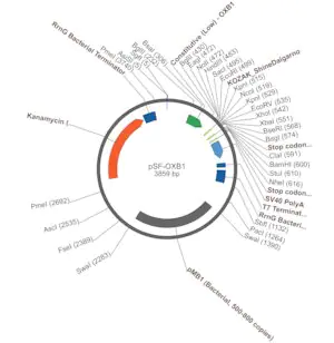 Merck PSF-OXB1 - WEAK STRENGTH BACTERIAL PROMOTER PLASMID