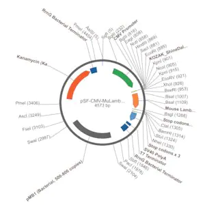 Merck PSF-CMV-MULAMBDA - MOUSE LAMBDA LIGHT CHAIN ANTIBODY VECTOR