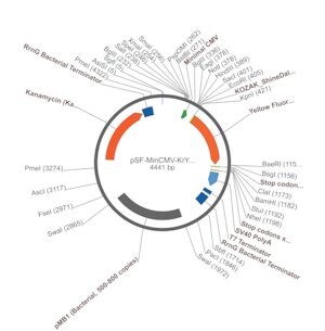 Merck PSF-MINCMV-KRYFP - MINIMAL CMV YFP EXPRESSION VECTOR