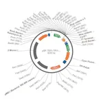Merck PSF-TEFI-TPI1-CFP-URA3 - YEAST CFP REPORTER VECTOR