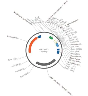 Merck PSF-OXB11 - INTERMEDIATE STRENGTH BACTERIAL VECTOR