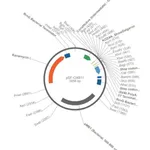 Merck PSF-OXB11 - INTERMEDIATE STRENGTH BACTERIAL VECTOR