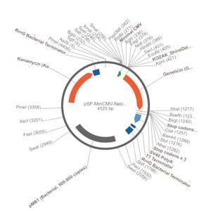 Merck PSF-MINCMV-NEO/G418 - G418 SELECTION MINIMAL CMV VECTOR