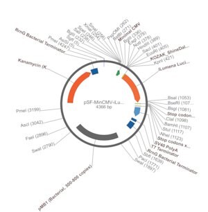 Merck PSF-MINCMV-ILUMENA - SECRETED LUCIFERASE MINIMAL CMV PLASMID