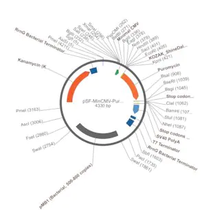 Merck PSF-MINCMV-PURO - MINIMAL CMV PUROMYCIN VECTOR