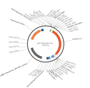 Merck PSF-MINCMV-FLUC - MINIMAL CMV PROMOTER LUCIFERASE PLASMID
