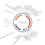 Merck PSF-MINCMV-FLUC - MINIMAL CMV PROMOTER LUCIFERASE PLASMID