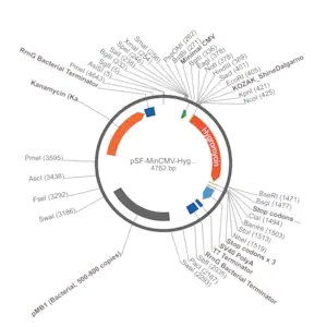 Merck PSF-MINCMV-HYGRO - HYGROMYCIN MINIMAL CMV PLASMID