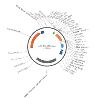 Merck PSF-MINCMV-ZEO - MINIMAL CMV ZEOCIN RESISTANT PLASMID