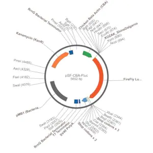 Merck PSF-CBA-FLUC - CHICKEN BETA ACTIN PROMOTER PLASMID