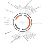 Merck PSF-CBA-FLUC - CHICKEN BETA ACTIN PROMOTER PLASMID