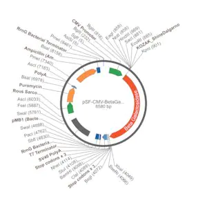Merck PSF-CMV-BETAGAL-RSV-PURO - BETA GALACTOSIDASE PUROMYCIN SELECTION PLASMID
