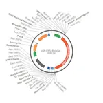 Merck PSF-CMV-BETAGAL-RSV-PURO - BETA GALACTOSIDASE PUROMYCIN SELECTION PLASMID