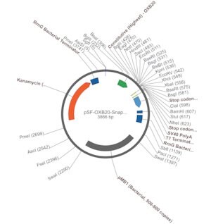 Merck PSF-OXB20-SNAPFUSION - BACTERIAL SNAPFUSION CONSTIUTIVE PLASMID