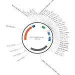 Merck PSF-OXB20-SNAPFUSION - BACTERIAL SNAPFUSION CONSTIUTIVE PLASMID