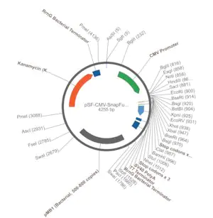 Merck PSF-CMV-SNAPFUSION - CMV MAMMALIAN SNAPFUSION EXPRESSION PLASMID