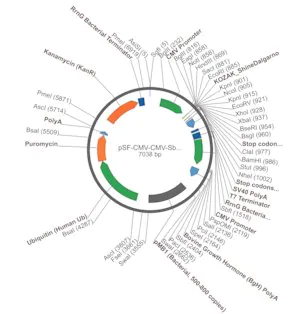 Merck PSF-CMV-CMV-SBFI-UB-PURO - DUAL CMV EXPRESSION PLASMID