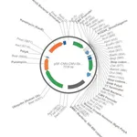 Merck PSF-CMV-CMV-SBFI-UB-PURO - DUAL CMV EXPRESSION PLASMID