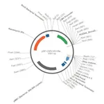Merck PSF-CMV-HIV-REV - HIV REV EXPRESSION VECTOR