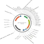 Merck PSF-PGK-EMCV-PURO - PGK PROMOTER EMCV IRES PUROMYCIN VECTOR