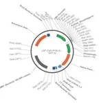 Merck PSF-CMV-PGK-KRYFP - YFP MAMMALIAN PGK PROMOTER PLASMID