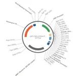 Merck PSF-CMV-COOH-P2A-2 - FMDV P2A PLASMID