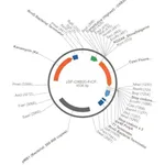 Merck PSF-OXB20-FRCFP - CONSTITUTIVE BACTERIAL PROMOTER CFP PLASMID