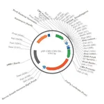 Merck PSF-CMV-CMV-SBF1-FLUC - DUAL CMV PROMOTER PLASMID WITH LUCIFERASE