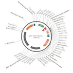 Merck PSF-TEF1-NH2-A-FACTORFL-6HIS - ALPHA FACTOR SECRETION AND 6 HIS TAG PLASMID