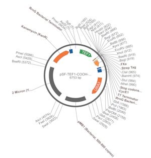 Merck PSF-TEF1-COOH-FXA-STREP - C-TERMINAL STREP TAG YEAST PLASMID