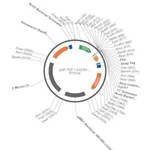 Merck PSF-TEF1-COOH-FXA-STREP - C-TERMINAL STREP TAG YEAST PLASMID