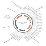 Merck PSF-TEF1-NH2-A-FACTORFL-HA - ALPHA FACTOR SECRETION AND HA TAG PLASMID
