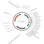 Merck PSF-CMV-NH2-INSULINSP-NCOI - MAMMALIAN SECRETION PLASMID