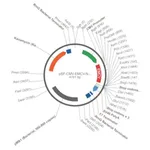 Merck PSF-CMV-EMCV - CMV IRES PLASMID