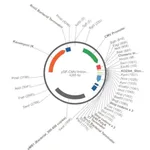 Merck PSF-CMV-INTRON1 - INTRON EXPRESSION PLASMID