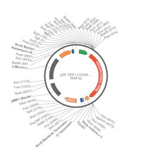 Merck PSF-TEF1-COOH-BETAGAL - C-TERMINAL BETA GAL TAG YEAST PLASMID