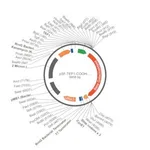 Merck PSF-TEF1-COOH-BETAGAL - C-TERMINAL BETA GAL TAG YEAST PLASMID