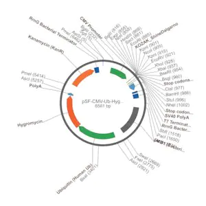 Merck PSF-CMV-UB-HYGRO ASCI - HYGROMYCIN SELECTION PLASMID