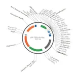 Merck PSF-CMV-UB-HYGRO ASCI - HYGROMYCIN SELECTION PLASMID
