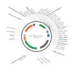 Merck PSF-CMV-UB-ZEO ASCI - ZEOCIN SELECTION PLASMID
