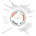 Merck PSF-PA-MINPROM-RLUC - MINIMAL PROMOTER RENILLA LUC PLASMID