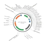 Merck PSF-CMV-UB-PURO ASCI - PUROMYCIN SELECTION PLASMID