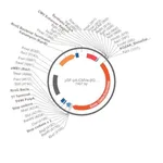 Merck PSF-PA-CMVE-?GAL - CMV ENHANCER BETA GAL PLASMID