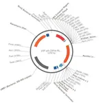 Merck PSF-PA-CMVE-RLUC - CMV ENHANCER RENILLA PLASMID