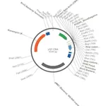 Merck PSF-CBA - CHICKEN BETA ACTIN PROMOTER PLASMID