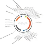 Merck PSF-PA-PROMMCS-FLUC - NO PROMOTER (MCS) FIREFLY LUC PLASMID